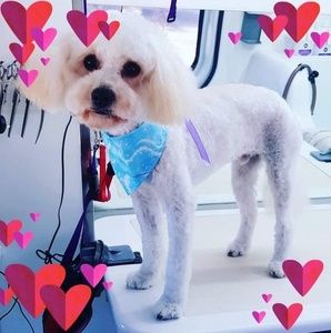 Meet your Posher, Janelle